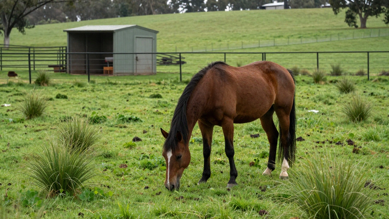How Many Acres Do You Need for a Horse? Land Requirements for Horse Owners