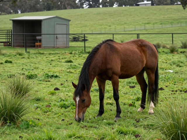 How Many Acres Do You Need for a Horse? Land Requirements for Horse Owners