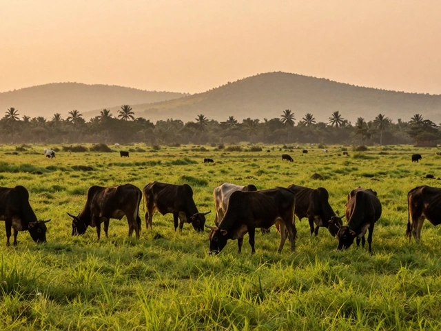 How Many Cattle Fit on 40 Acres? Stocking Rates Explained
